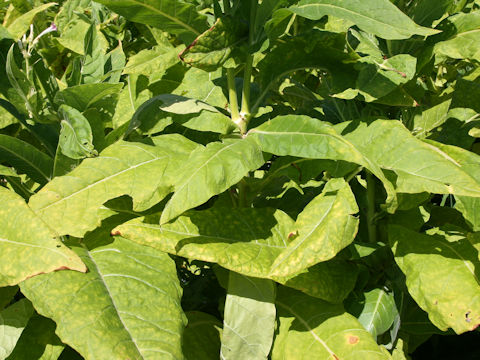 Nicotiana tabacum