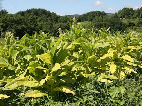 Nicotiana tabacum