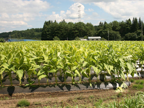 Nicotiana tabacum