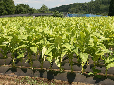 Nicotiana tabacum