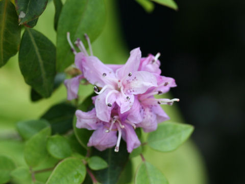 Rhododendron uwaense