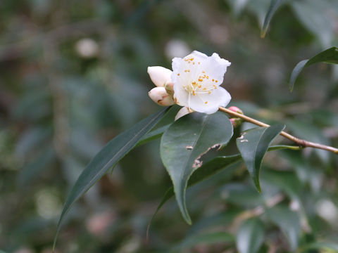 Camellia cuspidata var. cuspidata