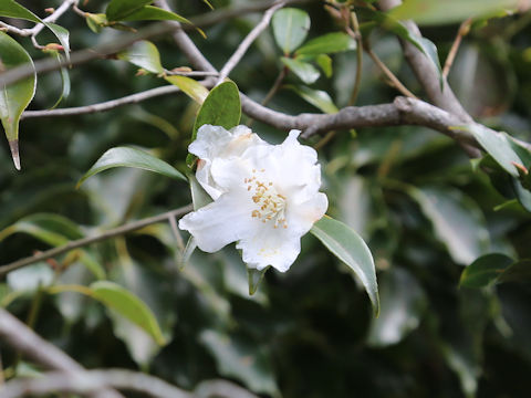 Camellia cuspidata var. cuspidata