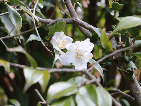 Camellia cuspidata var. cuspidata
