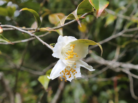 Camellia cuspidata var. cuspidata