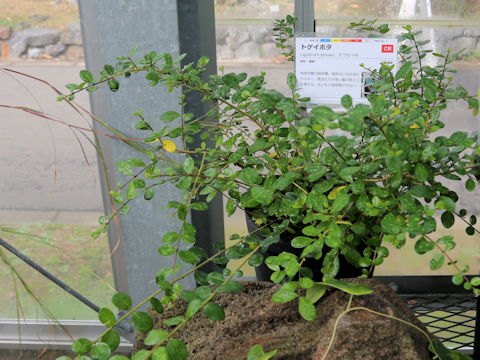 Ligustrum tamakii