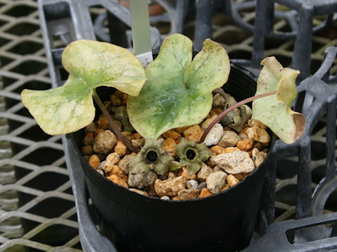 Asarum sp.