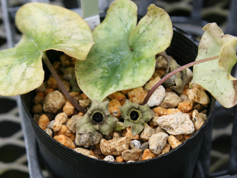 Asarum sp.