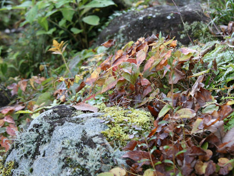 Epimedium sempervirens