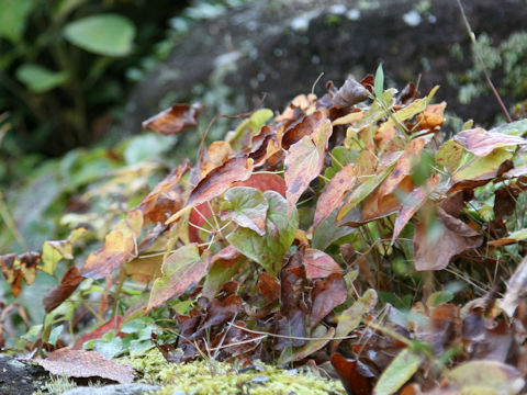 Epimedium sempervirens