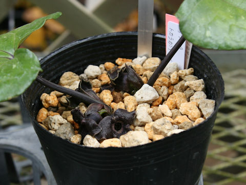 Asarum tokarense