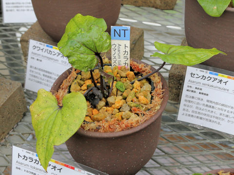 Asarum tokarense