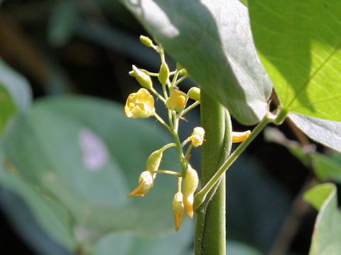 Rhynchosia acuminatifolia