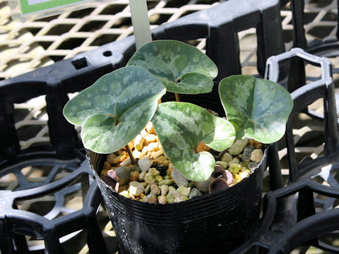 Asarum forbesii
