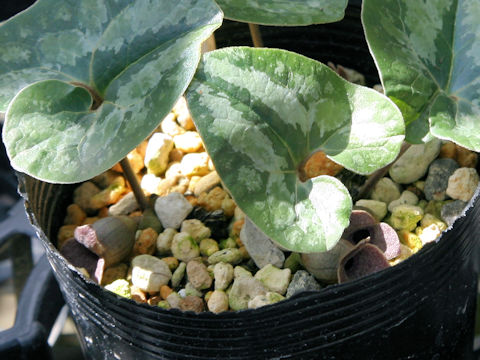 Asarum forbesii