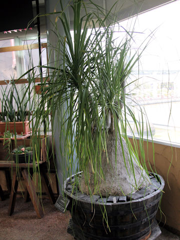 Beaucarnea recurvata