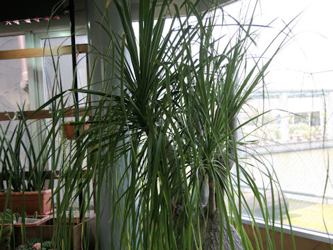 Beaucarnea recurvata