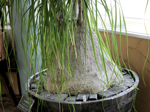 Beaucarnea recurvata