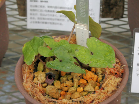 Asarum simile
