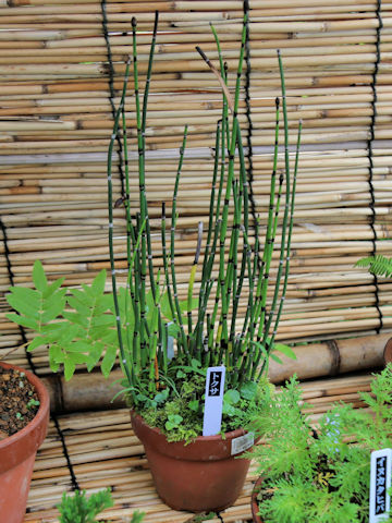 Equisetum hyemale
