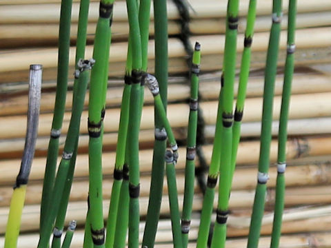 Equisetum hyemale