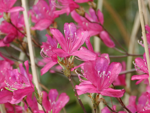 Rhododendron wadanum