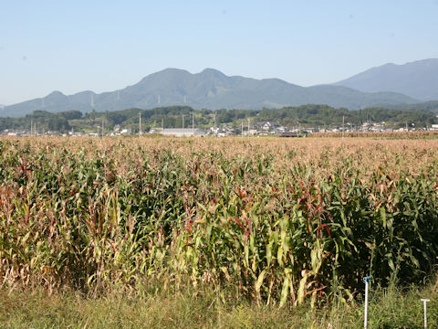 Zea mays var. indentata