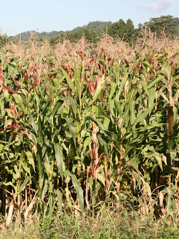 Zea mays var. indentata