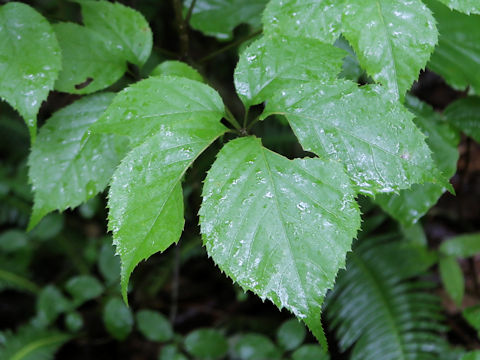 Panax japonicus