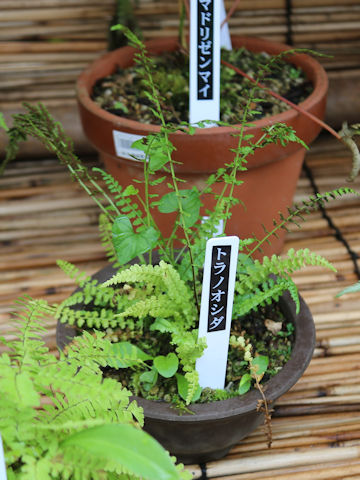 Asplenium incisum