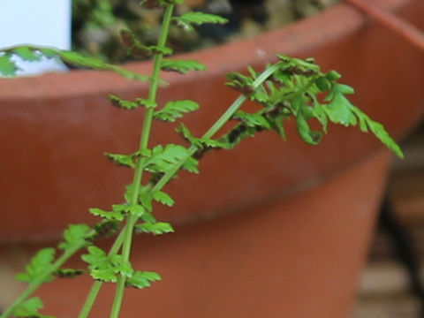 Asplenium incisum