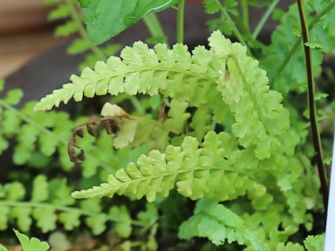 Asplenium incisum