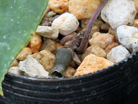 Asarum pellucidum