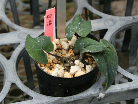 Asarum pellucidum