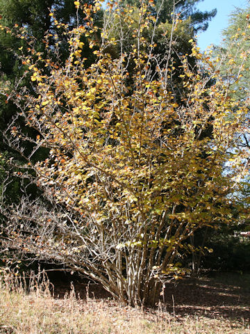 Corylopsis spicata