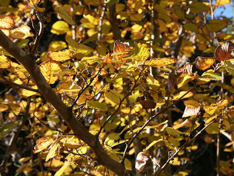 Corylopsis spicata