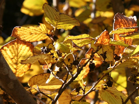 Corylopsis spicata