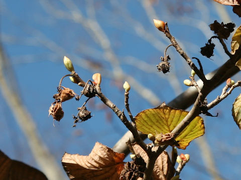 Corylopsis spicata