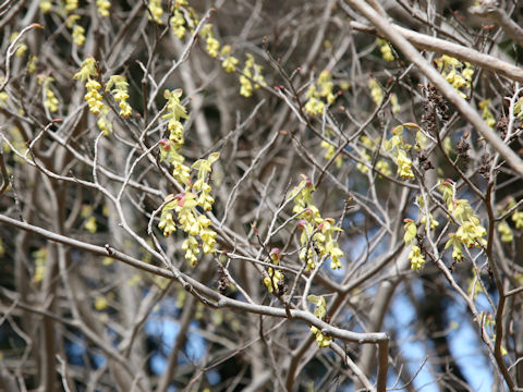 Corylopsis spicata