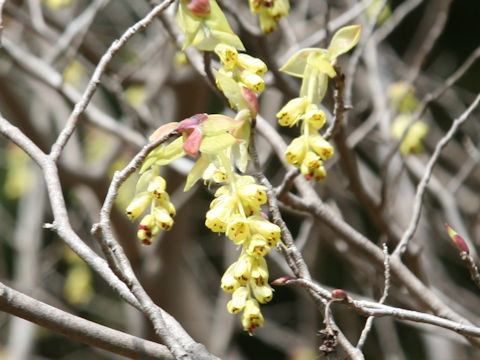 Corylopsis spicata