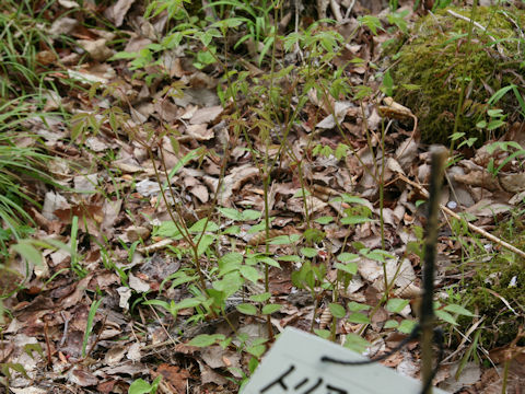 Astilbe thunbergii var. congesta