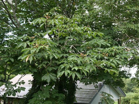 Aesculus turbinata