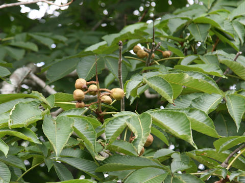 Aesculus turbinata