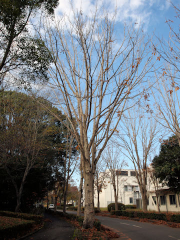 Aesculus turbinata