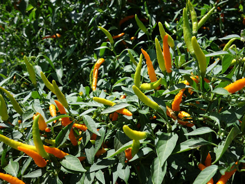 Capsicum annuum cv. Orange Thai