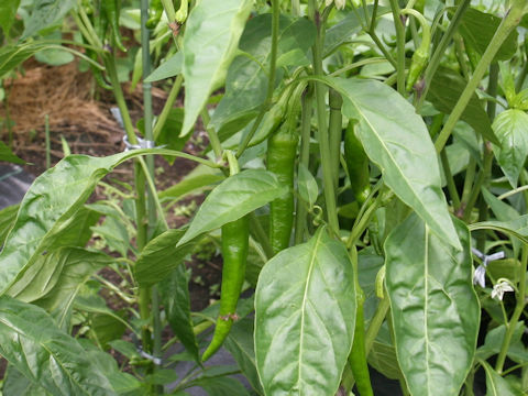 Capsicum annuum cv. Manganji