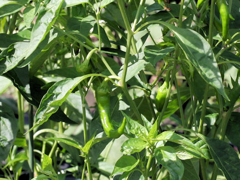 Capsicum annuum cv. Manganji