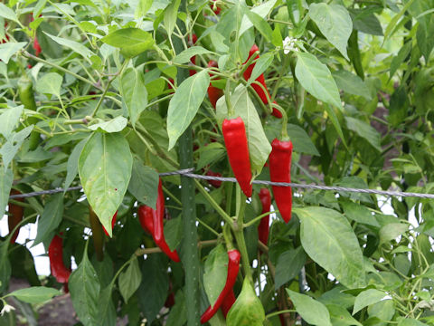 Capsicum annuum cv.