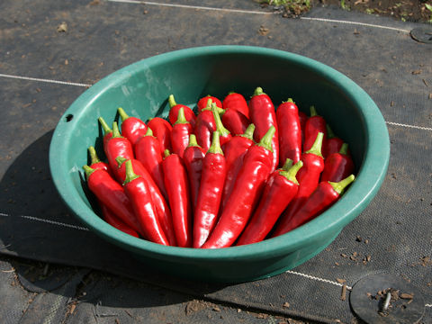 Capsicum annuum cv.