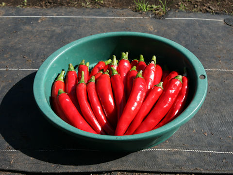 Capsicum annuum cv.